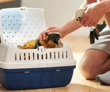 Top 10 Travel Safety Tips Every Guinea Pigs Owner in the UK Should Know