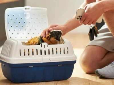Top 10 Travel Safety Tips Every Guinea Pigs Owner in the UK Should Know