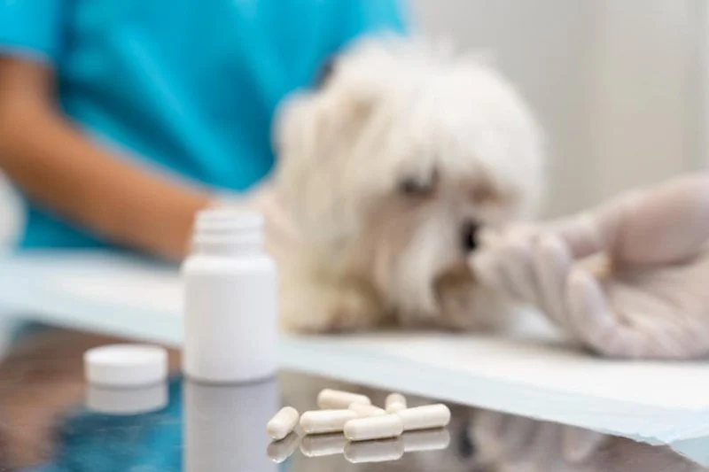 The Importance of Parasite Prevention for Senior Pets in the UK