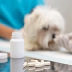 The Importance of Parasite Prevention for Senior Pets in the UK