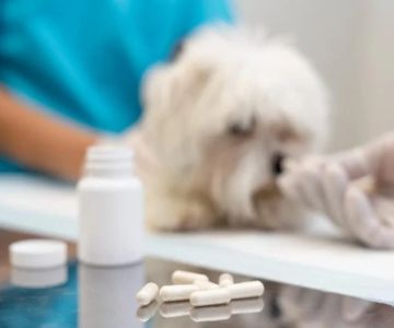 The Importance of Parasite Prevention for Senior Pets in the UK