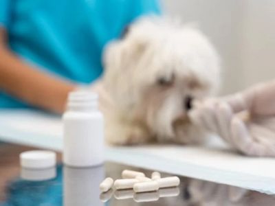 The Importance of Parasite Prevention for Senior Pets in the UK