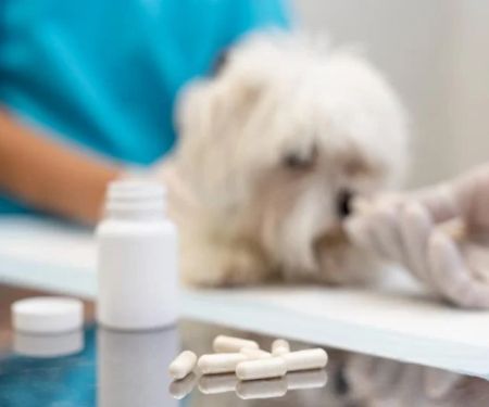 The Importance of Parasite Prevention for Senior Pets in the UK