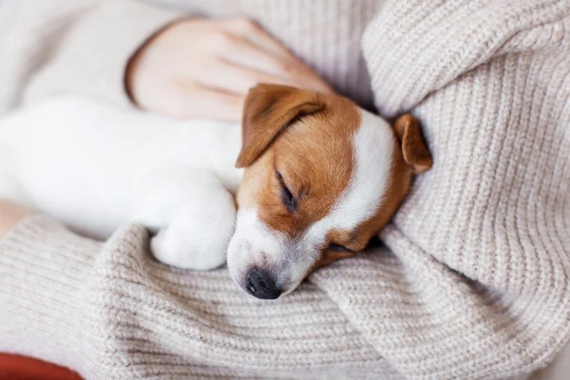 Expert Vet Advice on Common Illnesses for Puppies in the UK