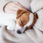 Expert Vet Advice on Common Illnesses for Puppies in the UK