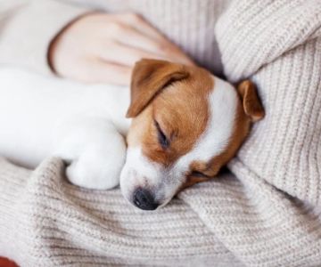 Expert Vet Advice on Common Illnesses for Puppies in the UK