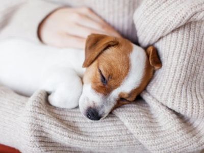 Expert Vet Advice on Common Illnesses for Puppies in the UK