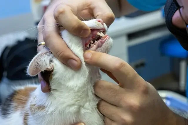 Expert Vet Advice on Dental Care for Cats – Tips for Healthy Feline Teeth