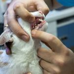 Expert Vet Advice on Dental Care for Cats – Tips for Healthy Feline Teeth