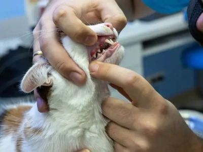 Expert Vet Advice on Dental Care for Cats – Tips for Healthy Feline Teeth