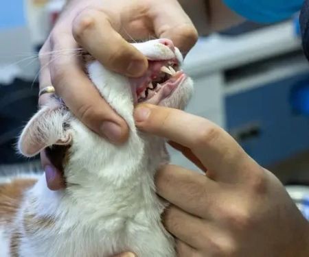 Expert Vet Advice on Dental Care for Cats – Tips for Healthy Feline Teeth