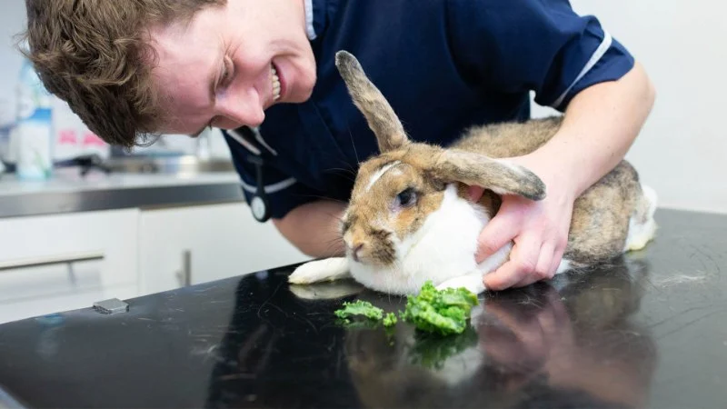 How to Improve Rabbits Emergency Vet Advice at Home – UK Guide