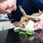How to Improve Rabbits Emergency Vet Advice at Home – UK Guide