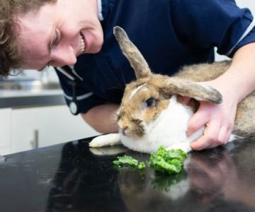 How to Improve Rabbits Emergency Vet Advice at Home – UK Guide