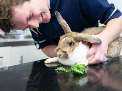 How to Improve Rabbits Emergency Vet Advice at Home – UK Guide
