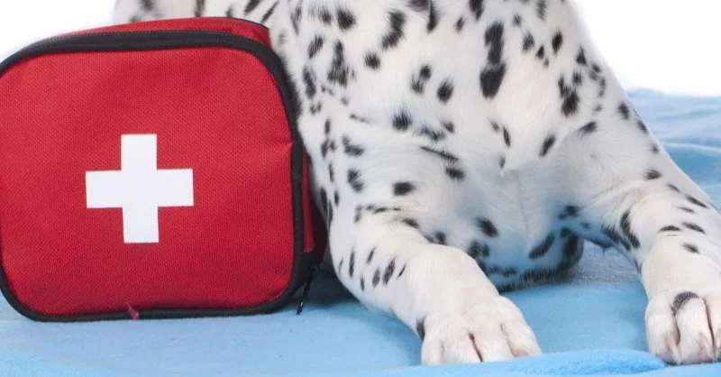 How to Create a Pet First Aid Kit for Your Home UK Essentials List Guide