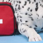 How to Create a Pet First Aid Kit for Your Home UK Essentials List Guide