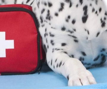 How to Create a Pet First Aid Kit for Your Home UK Essentials List Guide