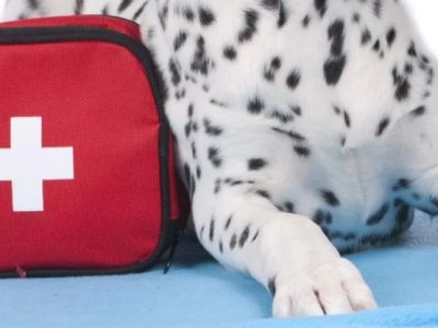 How to Create a Pet First Aid Kit for Your Home UK Essentials List Guide