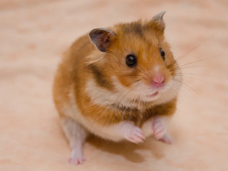 Complete Guide to Allergy Care for Hamsters
