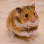 Complete Guide to Allergy Care for Hamsters