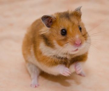 Complete Guide to Allergy Care for Hamsters