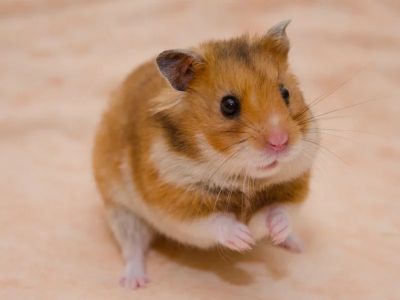 Complete Guide to Allergy Care for Hamsters