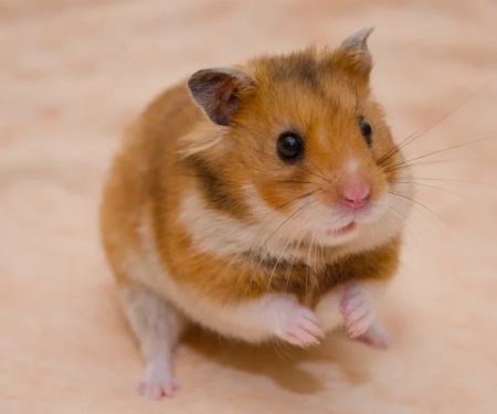 Complete Guide to Allergy Care for Hamsters