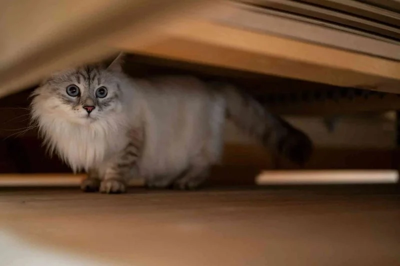 Why Is My Cat Hiding Under the Bed All Day? Fear or Illness Explained