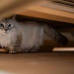 Why Is My Cat Hiding Under the Bed All Day? Fear or Illness Explained