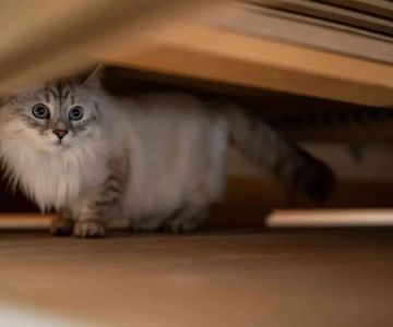 Why Is My Cat Hiding Under the Bed All Day? Fear or Illness Explained