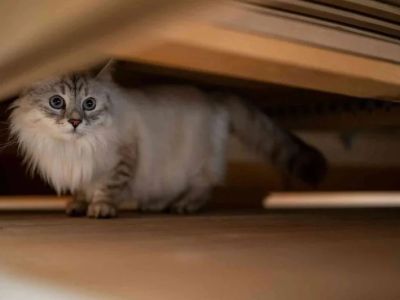 Why Is My Cat Hiding Under the Bed All Day? Fear or Illness Explained