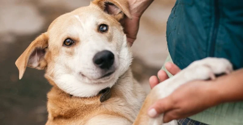 How to Improve Puppies Adoption Guide at Home for UK Families