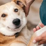 How to Improve Puppies Adoption Guide at Home for UK Families
