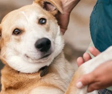 How to Improve Puppies Adoption Guide at Home for UK Families