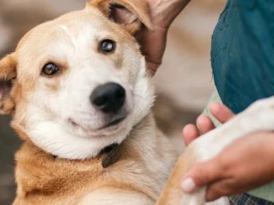How to Improve Puppies Adoption Guide at Home for UK Families