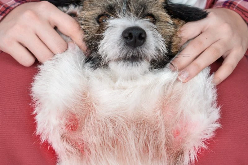 Allergy Care Explained: Keeping Your Senior Pets Healthy in the UK