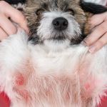 Allergy Care Explained: Keeping Your Senior Pets Healthy in the UK