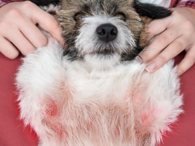 Allergy Care Explained: Keeping Your Senior Pets Healthy in the UK