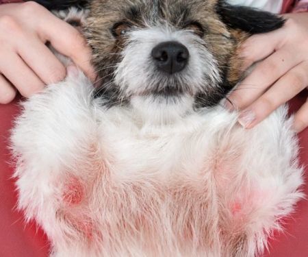 Allergy Care Explained: Keeping Your Senior Pets Healthy in the UK