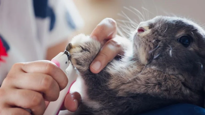 Best Practices for Mental Health in Rabbits: A Complete Care Guide
