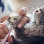 Best Practices for Mental Health in Rabbits: A Complete Care Guide