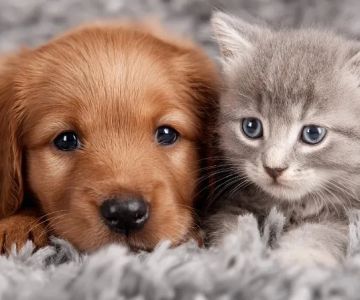 UK Pet Owner’s Guide to Caring for Puppies and Kittens