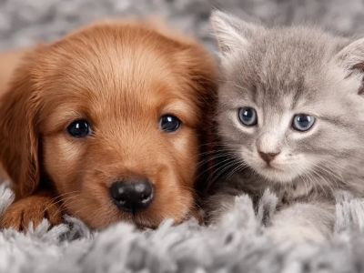 UK Pet Owner’s Guide to Caring for Puppies and Kittens