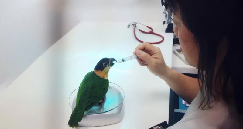 How to Improve Birds Health Checkups at Home