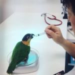 How to Improve Birds Health Checkups at Home