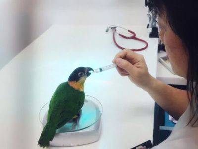 How to Improve Birds Health Checkups at Home