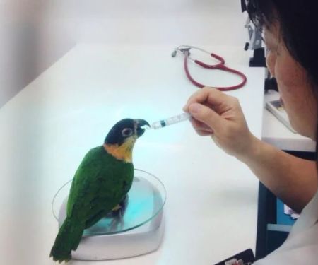 How to Improve Birds Health Checkups at Home