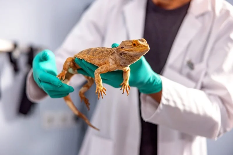 Top 10 Weight Management Tips for Exotic Pets Owners in the UK
