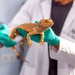 Top 10 Weight Management Tips for Exotic Pets Owners in the UK